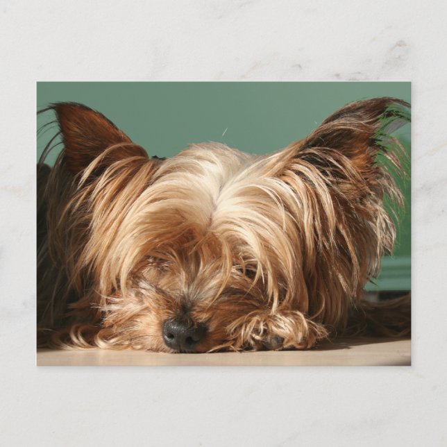 Sleeping Yorkie-vykort Vykort (Framsida)