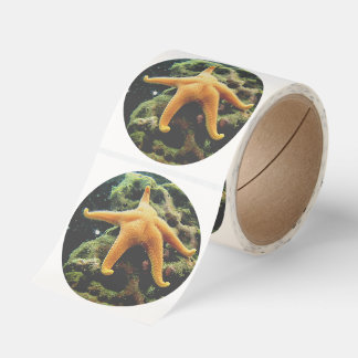 Sleepy starfish runt klistermärke