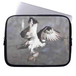 Sleeve för flygande Osprey Raptor Wildlife