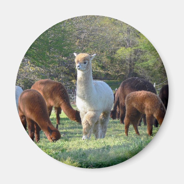 Sleigh Belle Magnet (Framsidan)