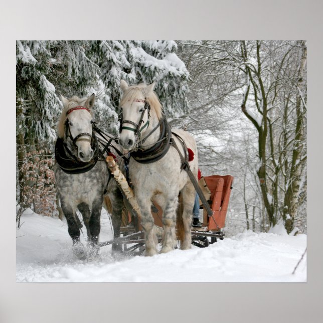 sleigh+rid,snö,skog,häst,vinter,vit,gallop, poster (Framsidan)