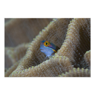 Slemfisk (Blenniidae) sticker ut huvudet Fototryck