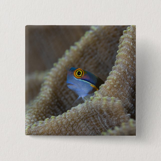 Slemfisk (Blenniidae) sticker ut huvudet Knapp (Framsida)