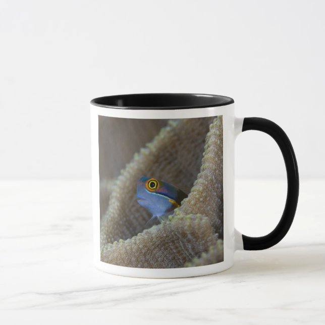 Slemfisk (Blenniidae) sticker ut huvudet Mugg (Höger)