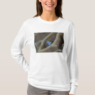 Slemfisk (Blenniidae) sticker ut huvudet Tee