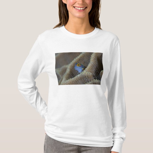 Slemfisk (Blenniidae) sticker ut huvudet Tee (Framsida)