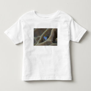Slemfisk (Blenniidae) sticker ut huvudet Tröja