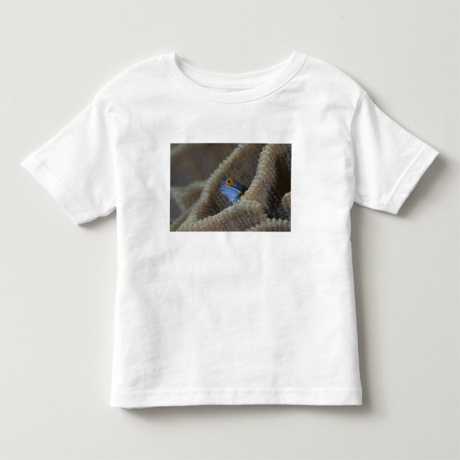 Slemfisk (Blenniidae) sticker ut huvudet Tröja (Framsida)