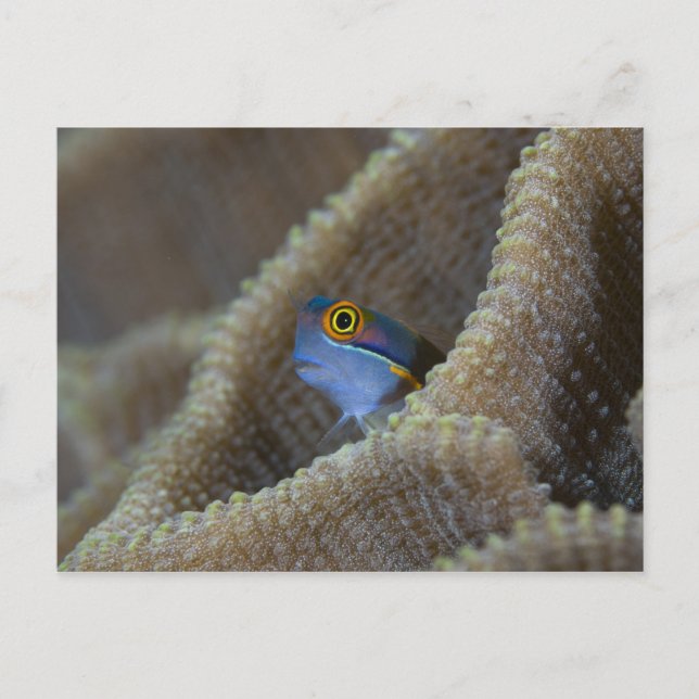 Slemfisk (Blenniidae) sticker ut huvudet Vykort (Framsida)