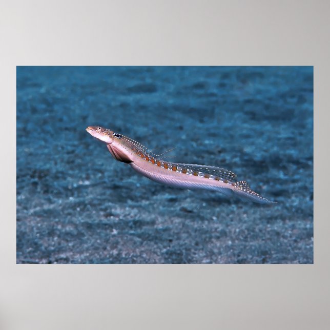 Slender Dragonet Poster (Framsidan)