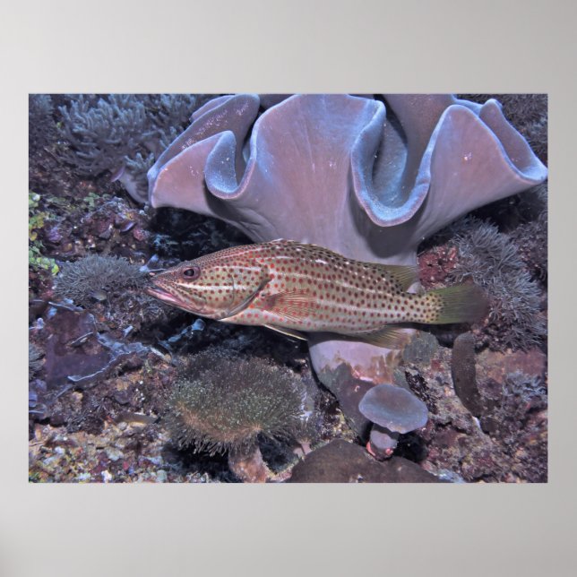 Slender Grouper på Reef Poster (Framsidan)