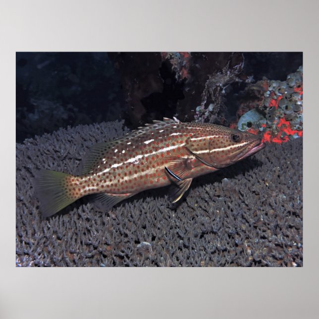 Slender Grouper på Reef Poster (Framsidan)