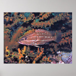 Slender Grouper Poster