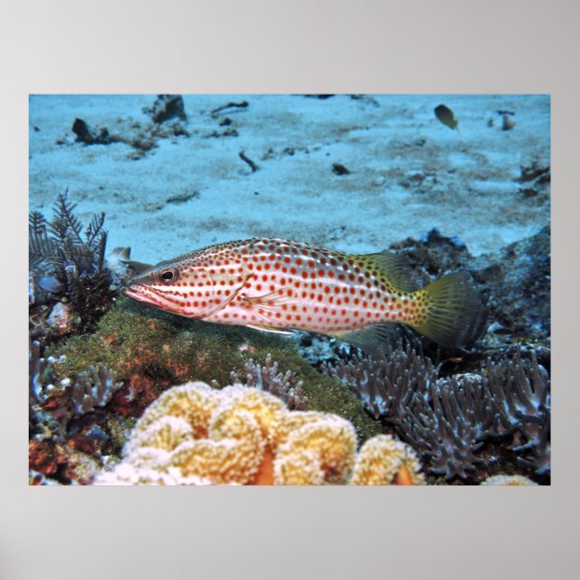 Slender Grouper Poster (Framsidan)