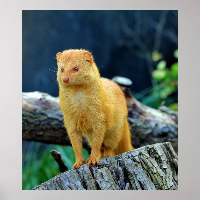 Slender Mongoose Galerella Sanguinea Poster (Framsidan)