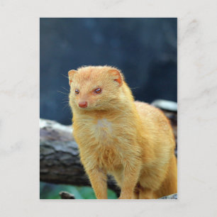 Slender Mongoose väntar på mamma kärlek Vykort