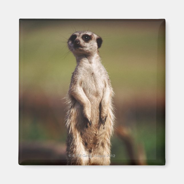 slender-skum meerkat magnet (Framsidan)