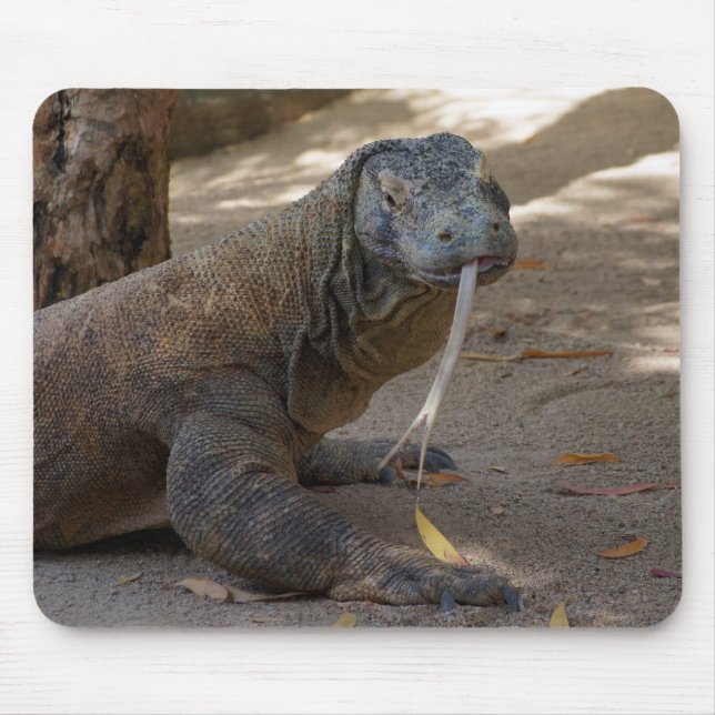 Slicka för Komodo drake Musmatta (Framsidan)