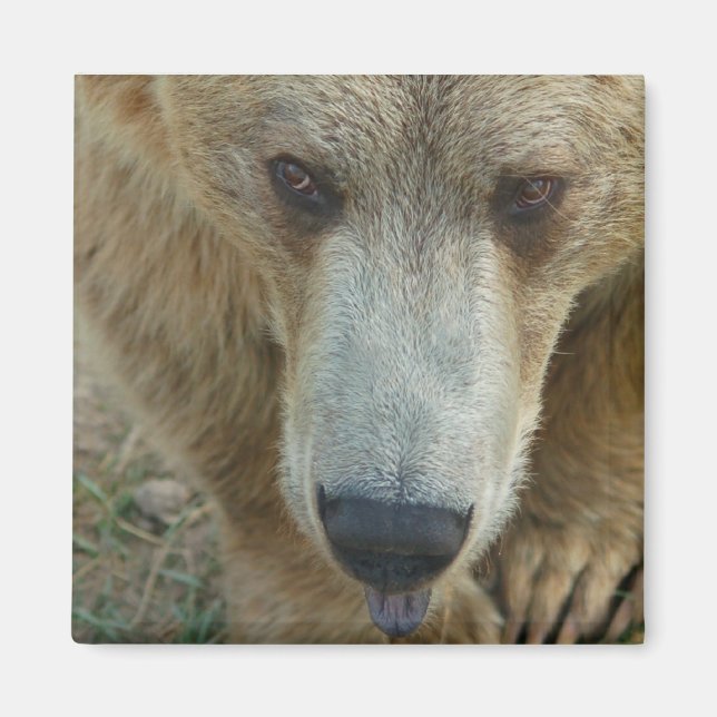 Slickande ben magnet (Framsidan)