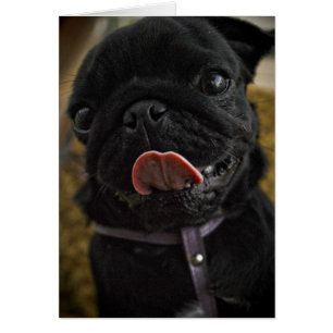 slickande svart pug hälsningskort