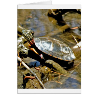 Slider Turtle Hälsningskort