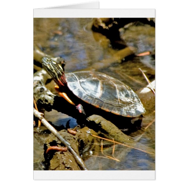 Slider Turtle Hälsningskort (Framsidan)