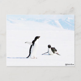 Sliding Adelie Penguin och Friend Vykort