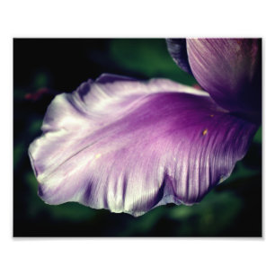 Slinga med en Lila-tulpanblomma Slinga upp till 8 Fototryck