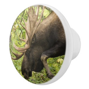 Slingra älg knopp