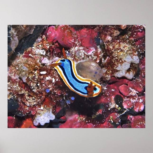 Slink Nudigren Poster (Framsidan)