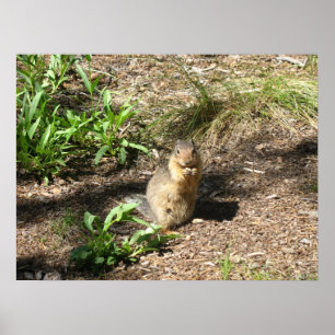 Slipat fototryck för ekorre 4 poster