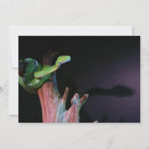 Slithering Grönt Träd Boa