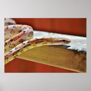 Slithering röd majorm poster