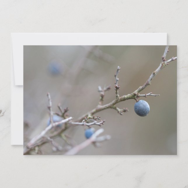 Sloe Berries Natur-fotokort (Framsida)