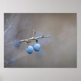 Sloe Berries Nature Photo Poster