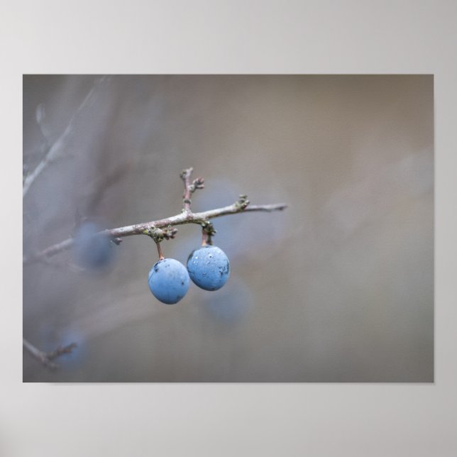 Sloe Berries Nature Photo Poster (Framsidan)