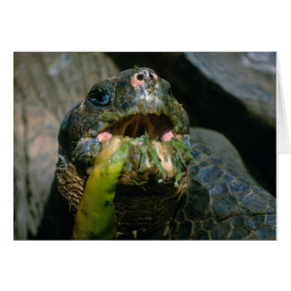 Sloppy Eater Hälsningskort