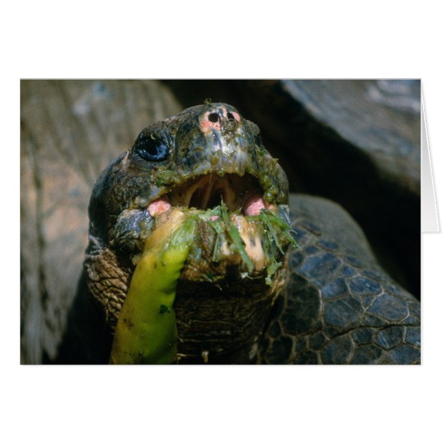 Sloppy Eater Hälsningskort (Framsidan Horizontal)