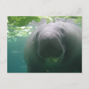 Sloppy Manatee Postcard Vykort