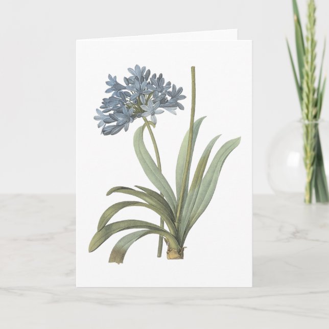 slösa den afrikanska liljan (Agapanthus) vid Kort (Framsida)