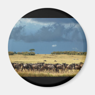 Slösa MasaiMara Kenya för wildebeesten (GNU) Magnet