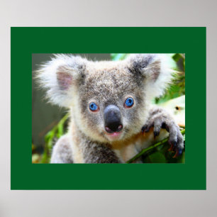 "Slösar babyen" koalaen Poster