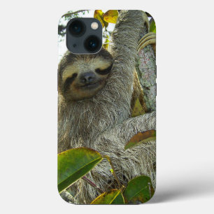 Sloth