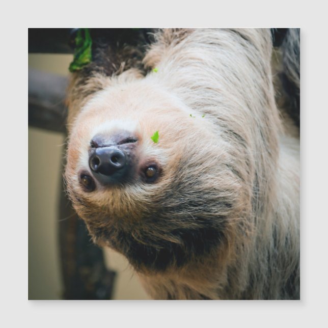 Sloth 001 (Framsida)