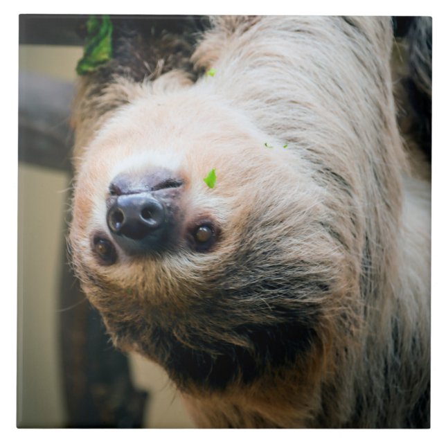 Sloth 001 kakelplatta (Framsidan)