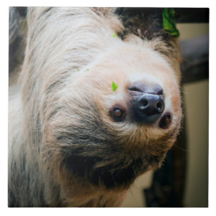 Sloth 005 kakelplatta