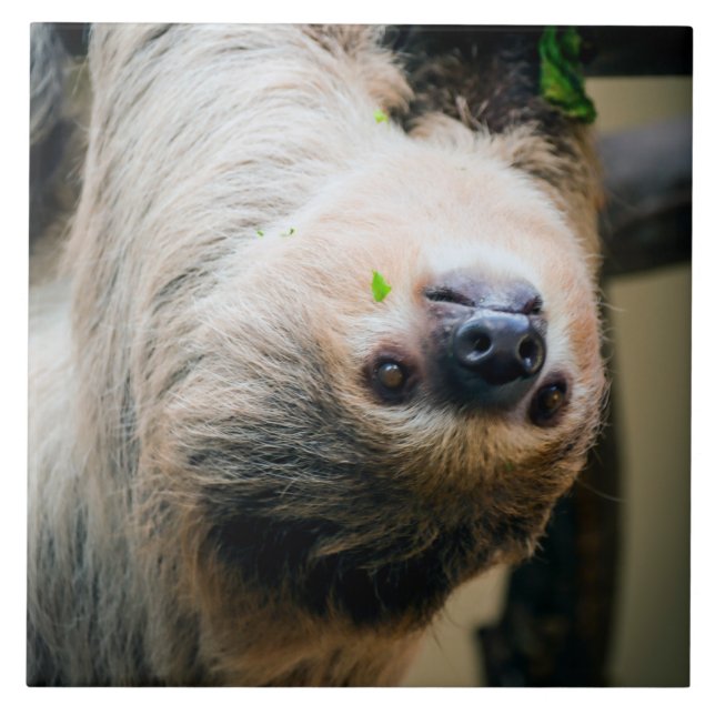 Sloth 005 kakelplatta (Framsidan)