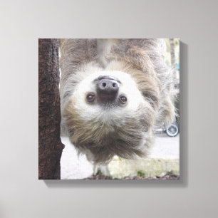 Sloth 12" x 12" kanvastryck