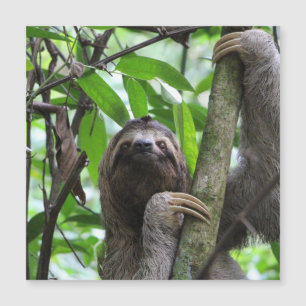 Sloth_20171101_by_JAMFoto