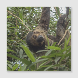 Sloth_20171103_by_JAMFoto